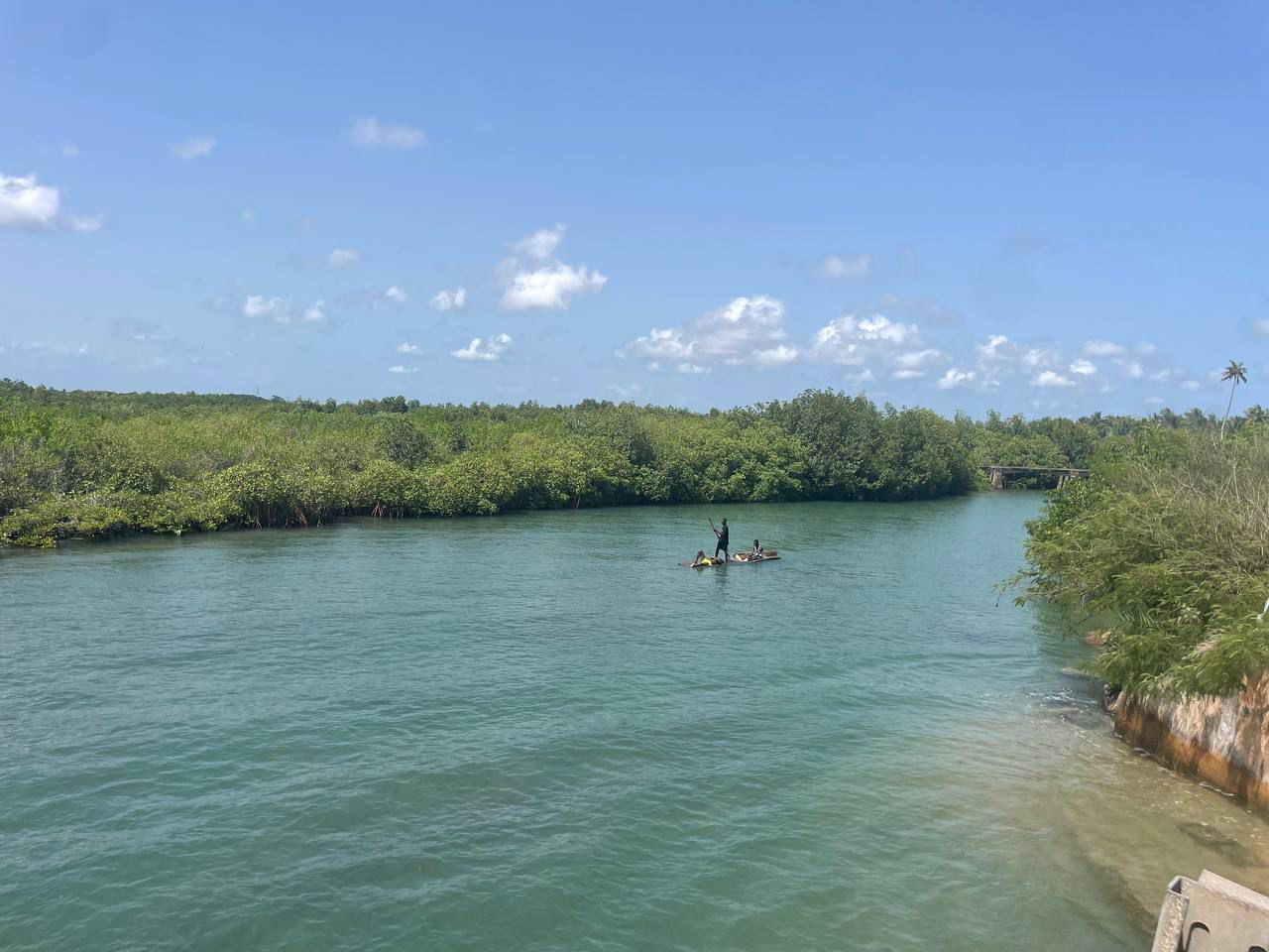 World Environment Day: Highlight on Mangroves (ACECoR)