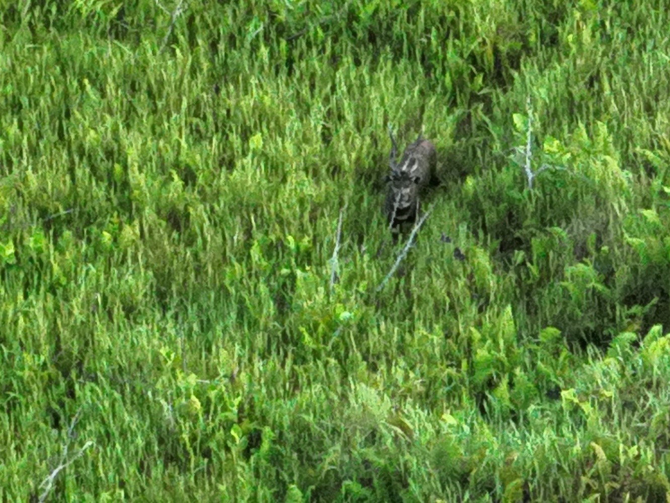 THERMAL DRONE SURVEY OF WILDLIFE IN AVU LAGOON COMMUNITY PROTECTED AREA