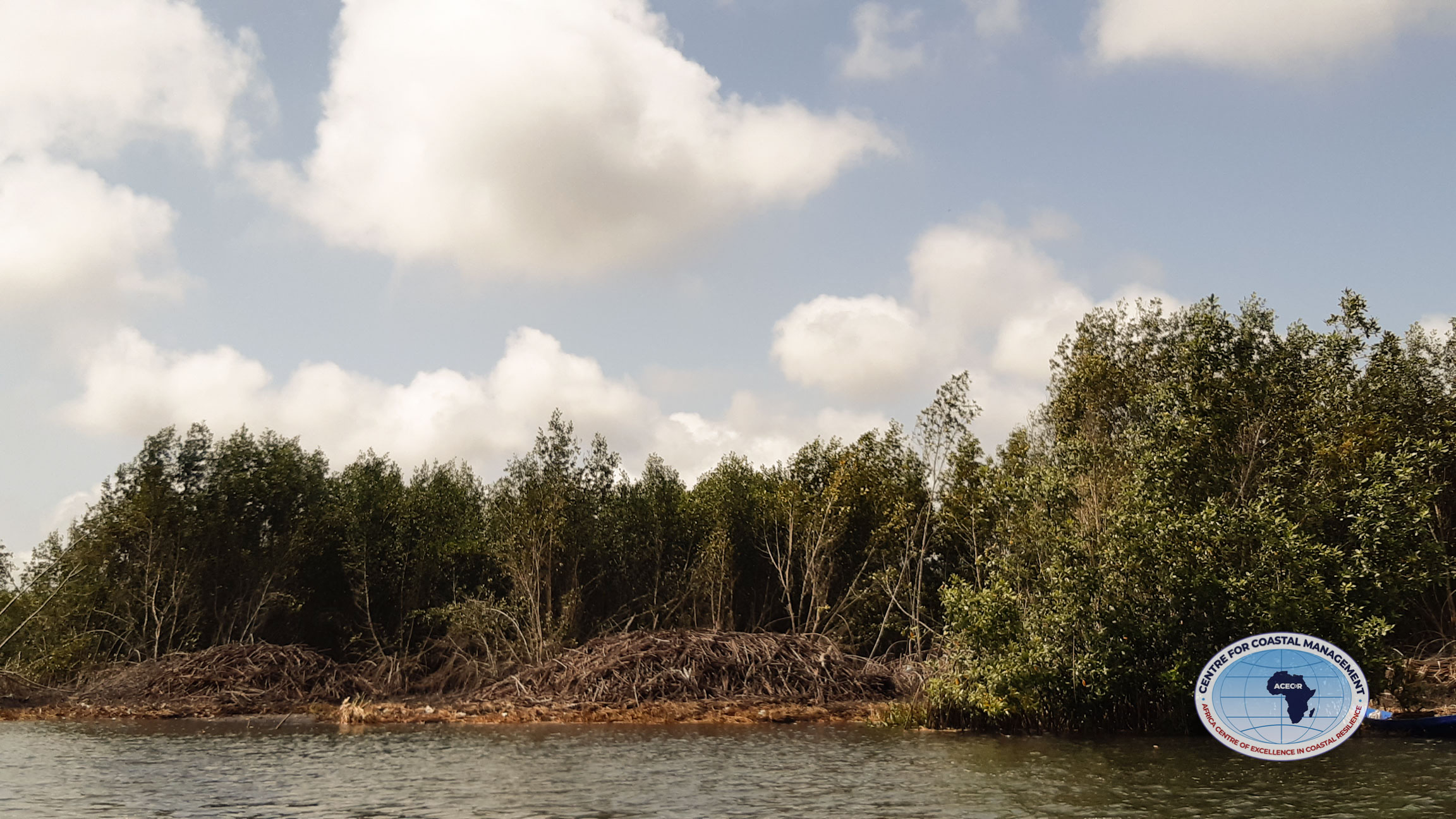 destruction of mangrove ecosystem