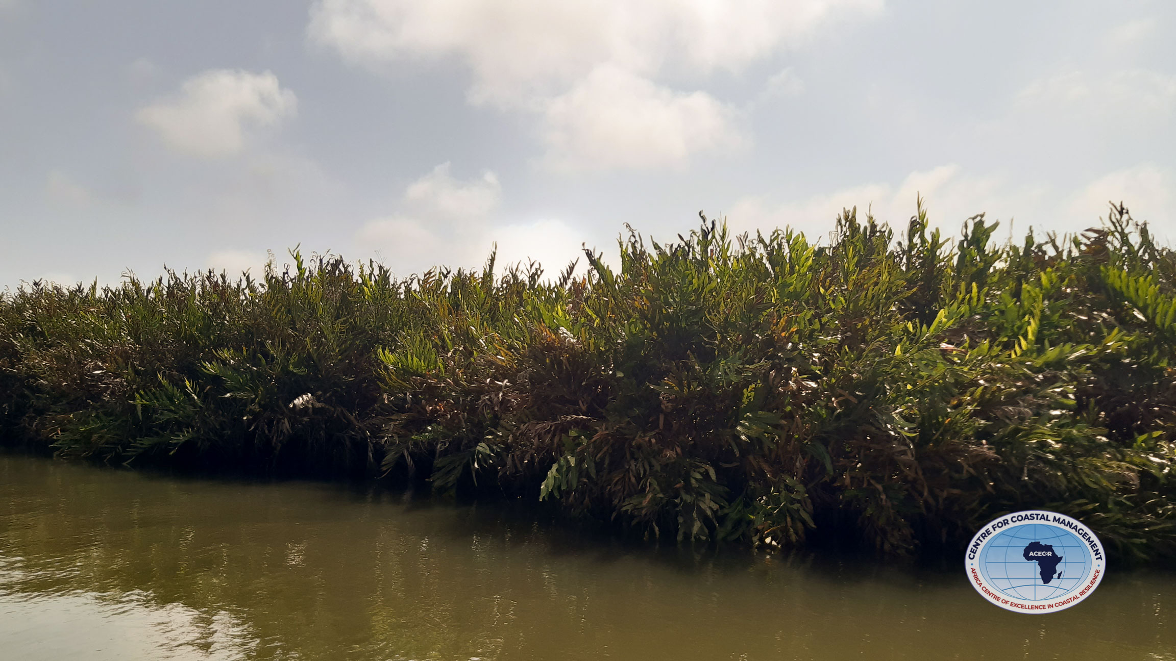 mangrove vegetation