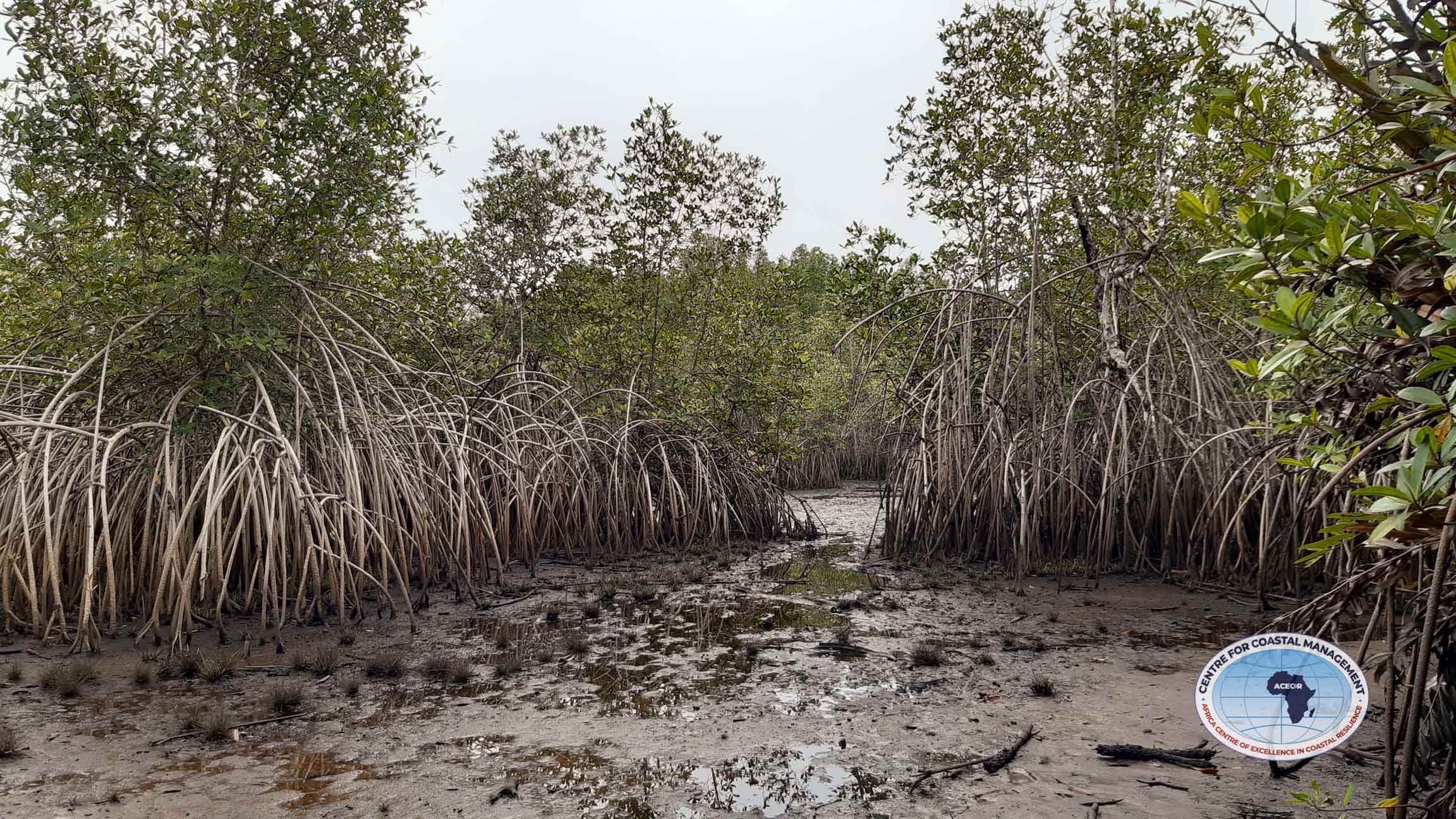 Mangrove ecosystem