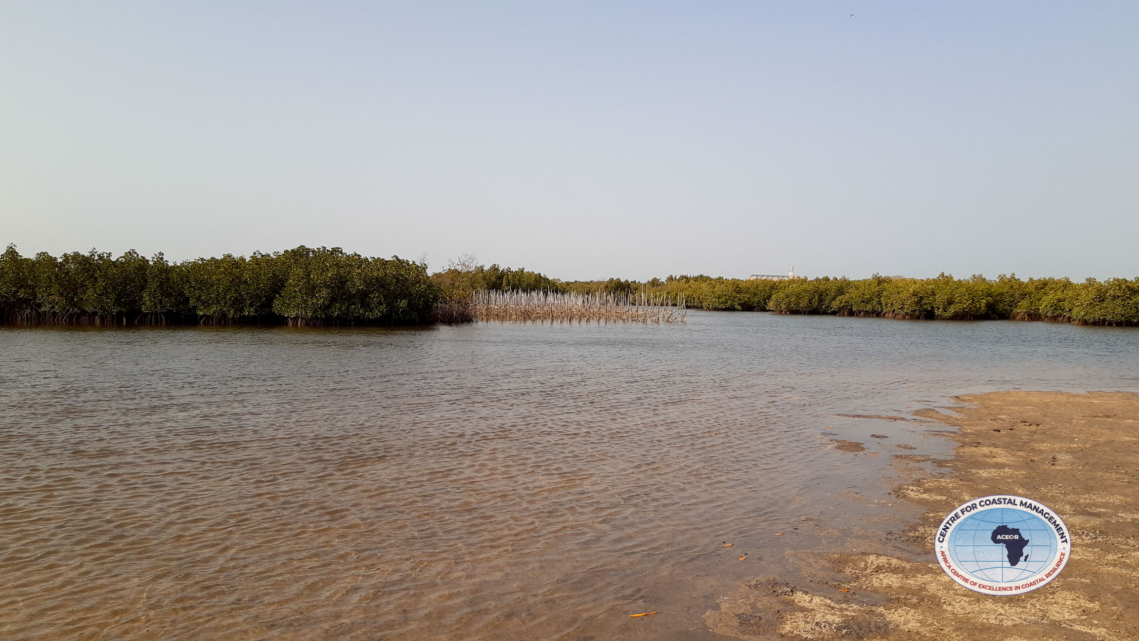 Mangrove ecosystem in the Tanbi Wetlands, Gambia