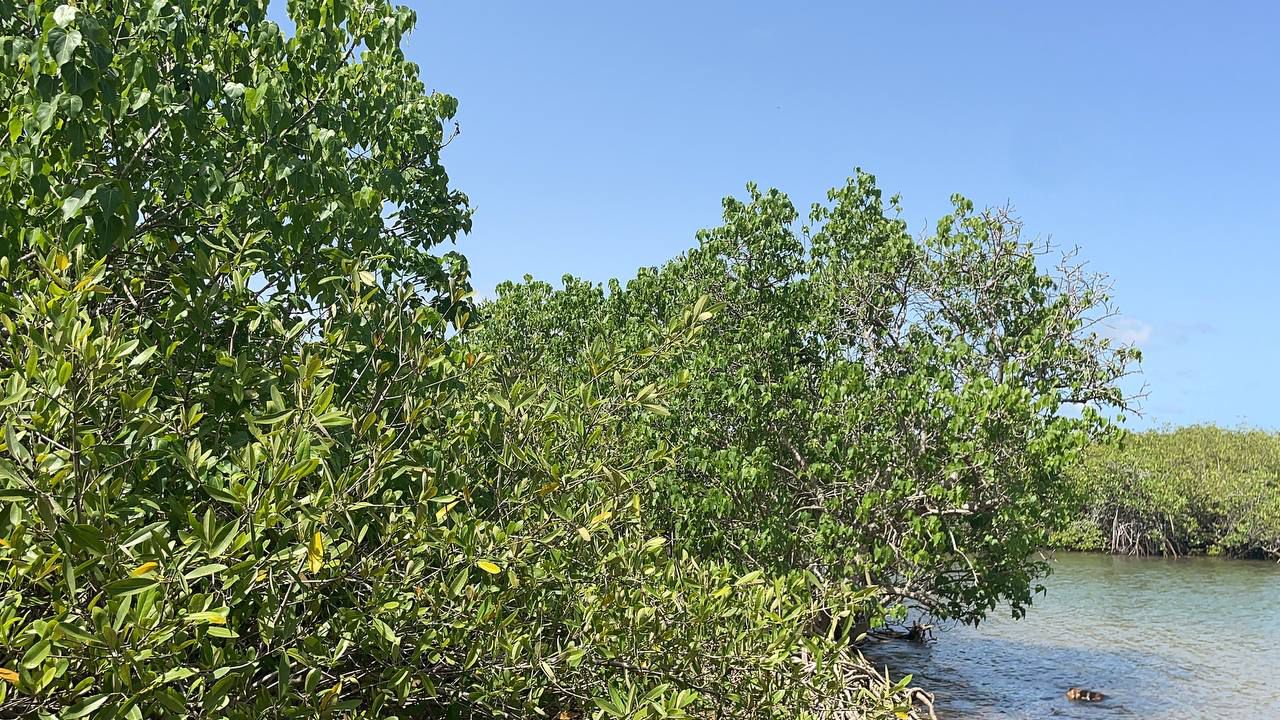 Mangroves