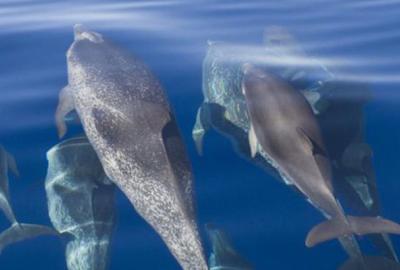 cetacean-conservation